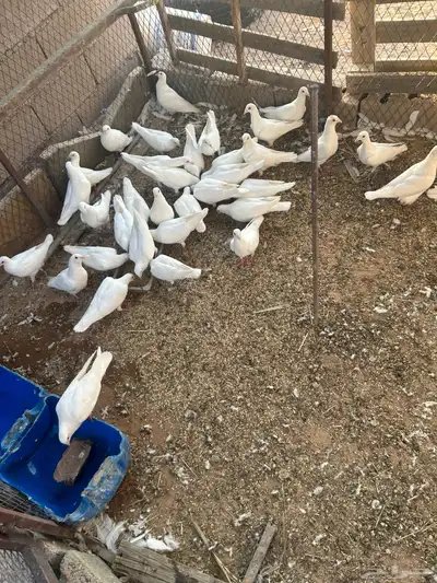 حمام فرنسي 0
