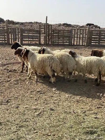 خرفان ورخال نعيم 8