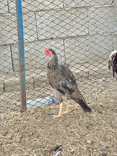 دجاج 3