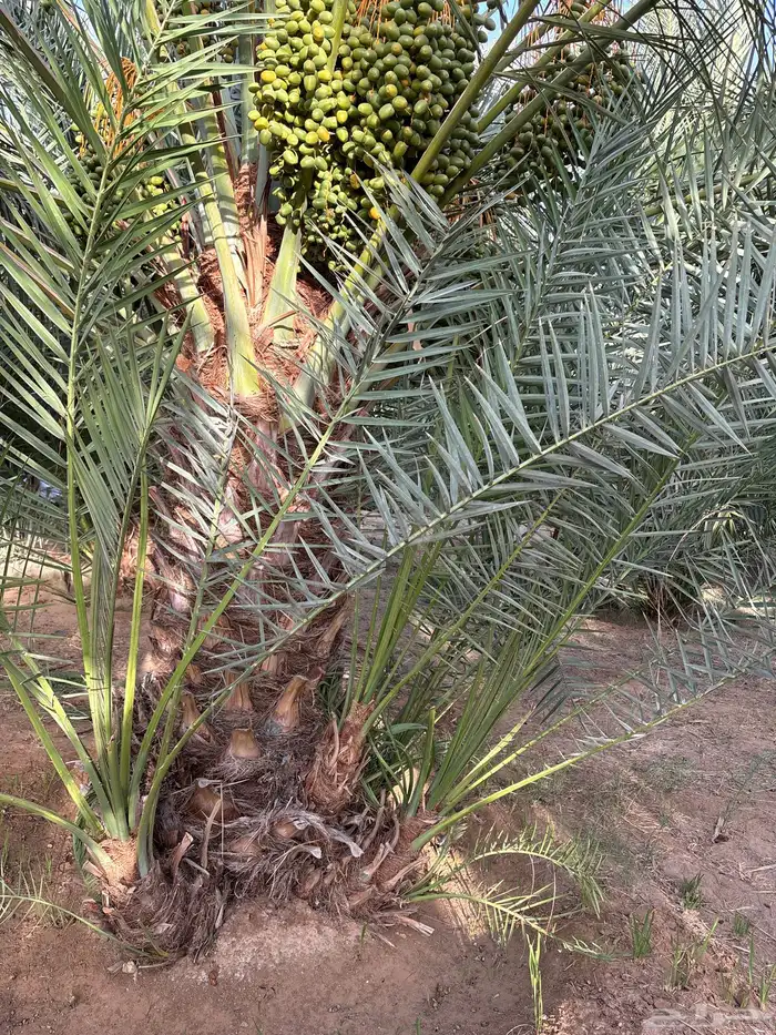 غريس نخل سكري   رشودي  برني فاخر للبيع 0