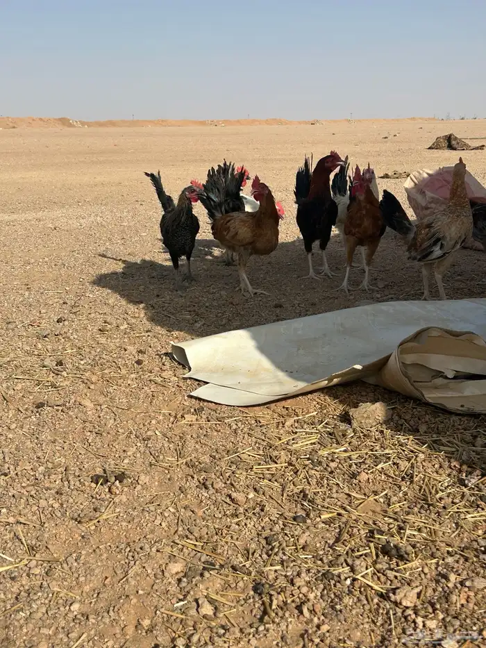 البيع ديكه 0