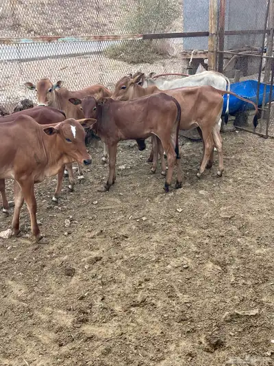 حسايل بلدي 3