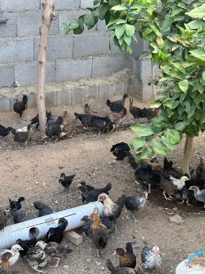 للبيع صوص 0
