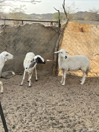 غنم دفيع 14