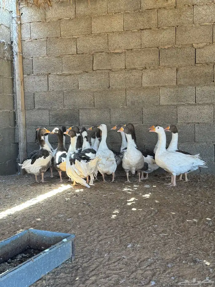 بط سوداني  فروخ بط سوداني وز بلدي 0