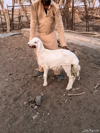 طليان حريات من انتاج المراح 9