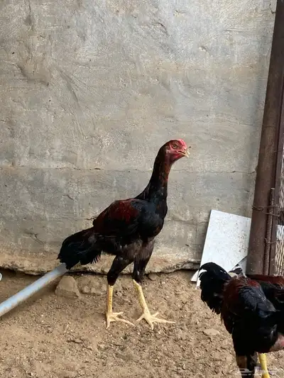 ديوك باكستاني 2