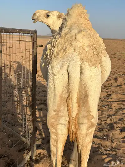 قعدان 4