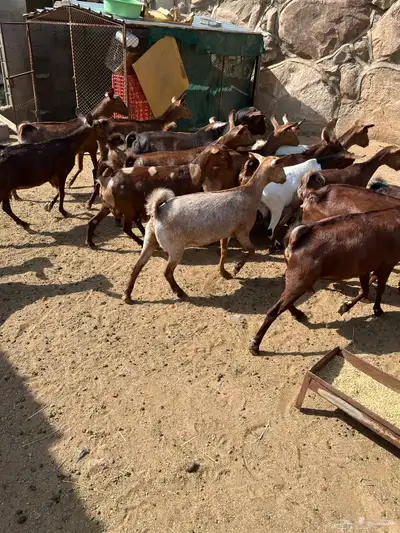 معزاء حص جم بفحلها 11