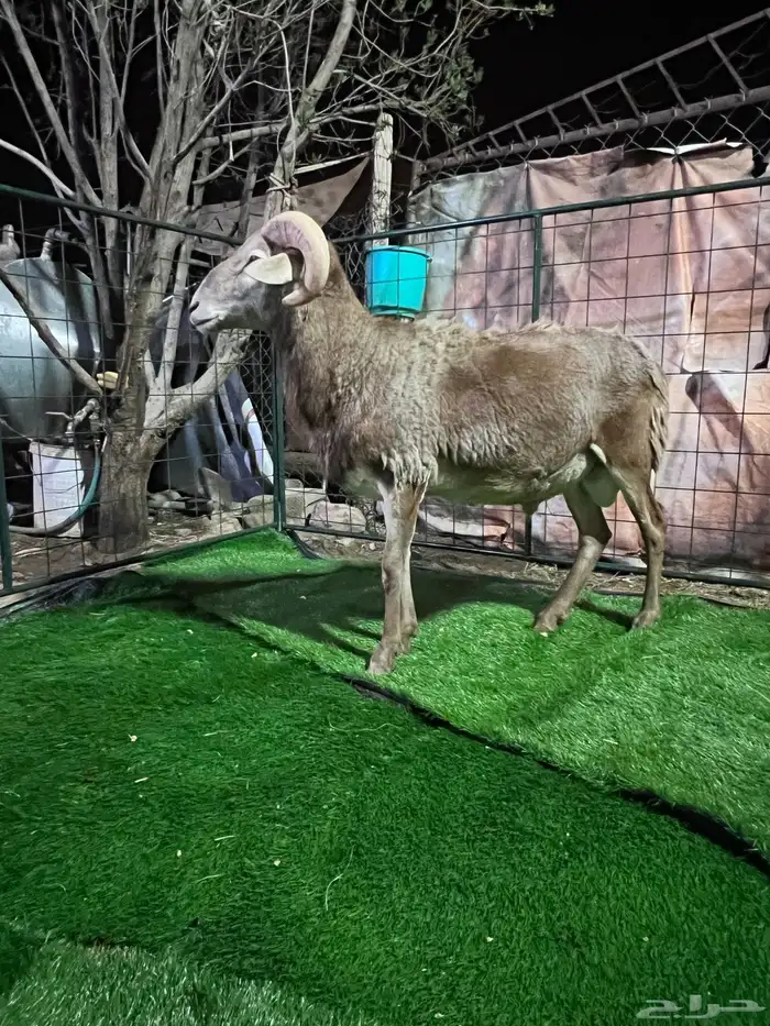 فحل ضان وعل ورخل من نفس الصنف السن ثني 0