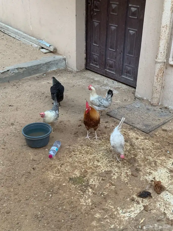 دجاج تركي بياض 5