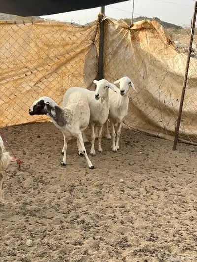 غنم دفيع 5