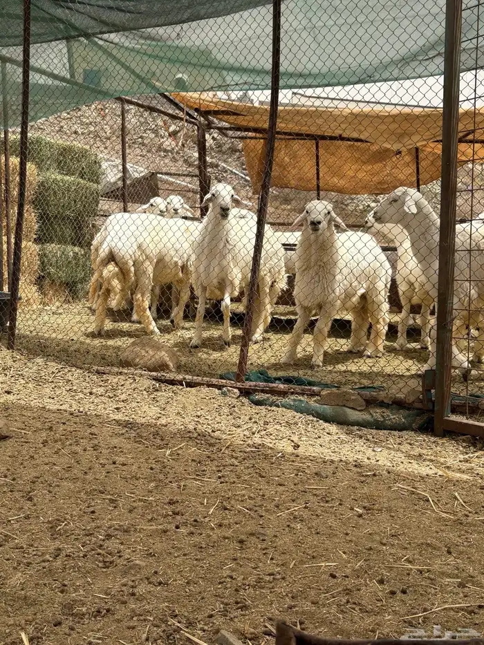 10 طليان نظاف شعره وجبر وشحم 2