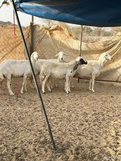 غنم دفيع 22