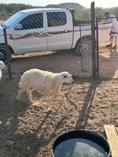 رخال 2