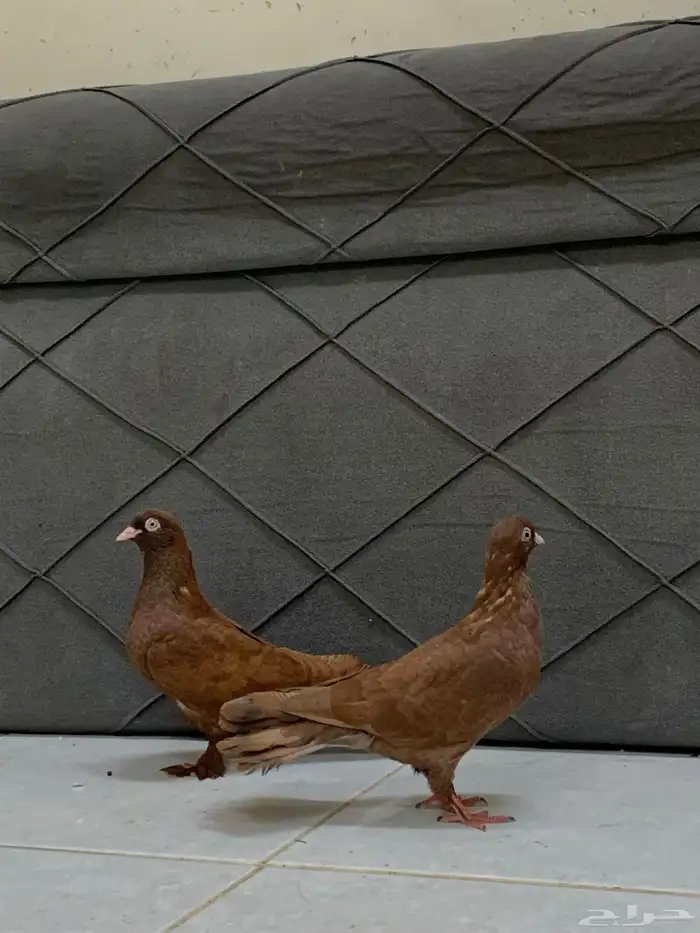 للبيع جوز 0