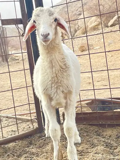 طلي حري للبيع 1