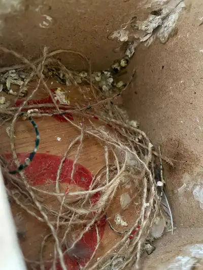 زوج زيبرا مكينة انتاج للبيع 5