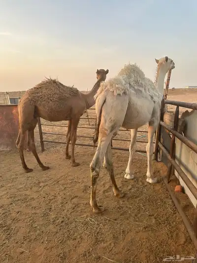 قعود قصب طيب 3