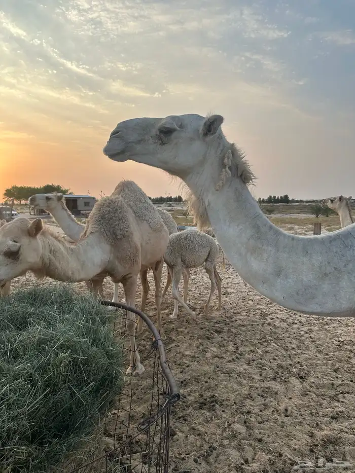 للبيع خلفه وضحا وتحتها قعود غرنوقي 2