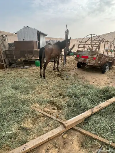 حصان شعبي 0