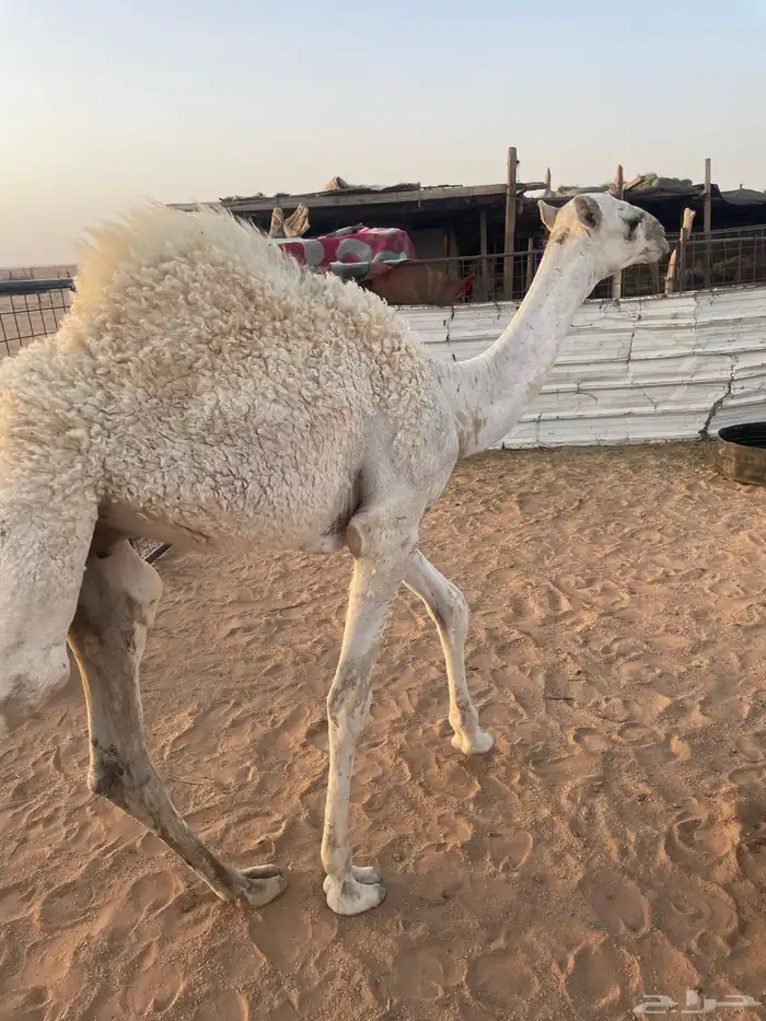 حشو للبيع 1