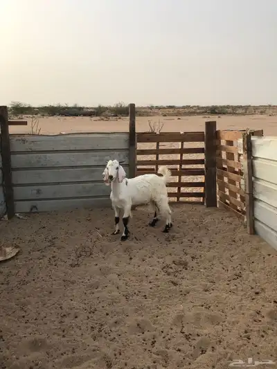تيس ذبيحة 2