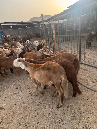 طليان سواكن 2