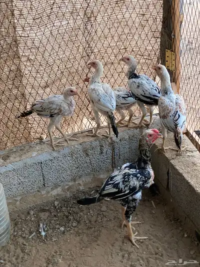 دجاج باكستاني 3