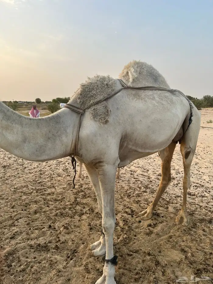 للبيع خلفه وضحا وتحتها قعود غرنوقي 1