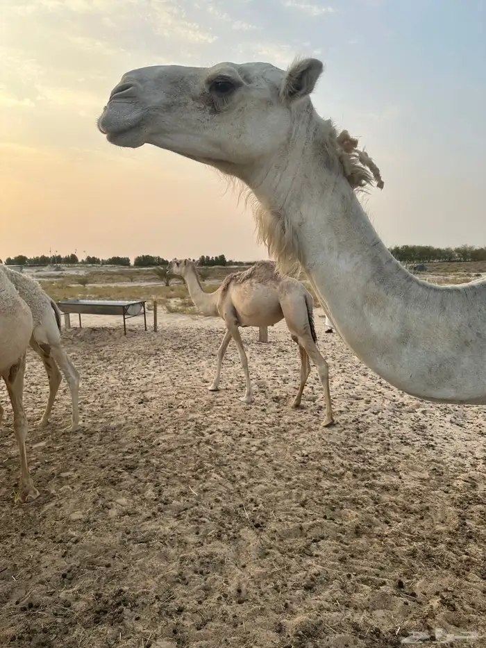 للبيع خلفه وضحا وتحتها قعود غرنوقي 0