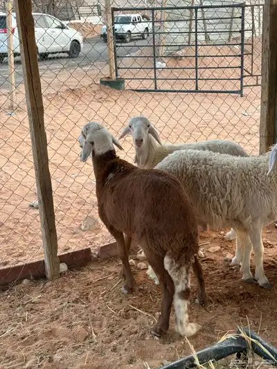 سواكني للبيع 5