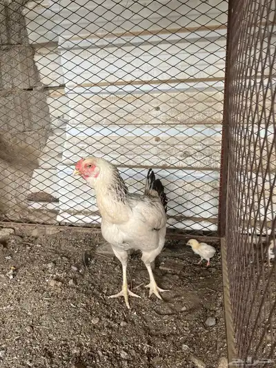 دجاجه فارسي 2