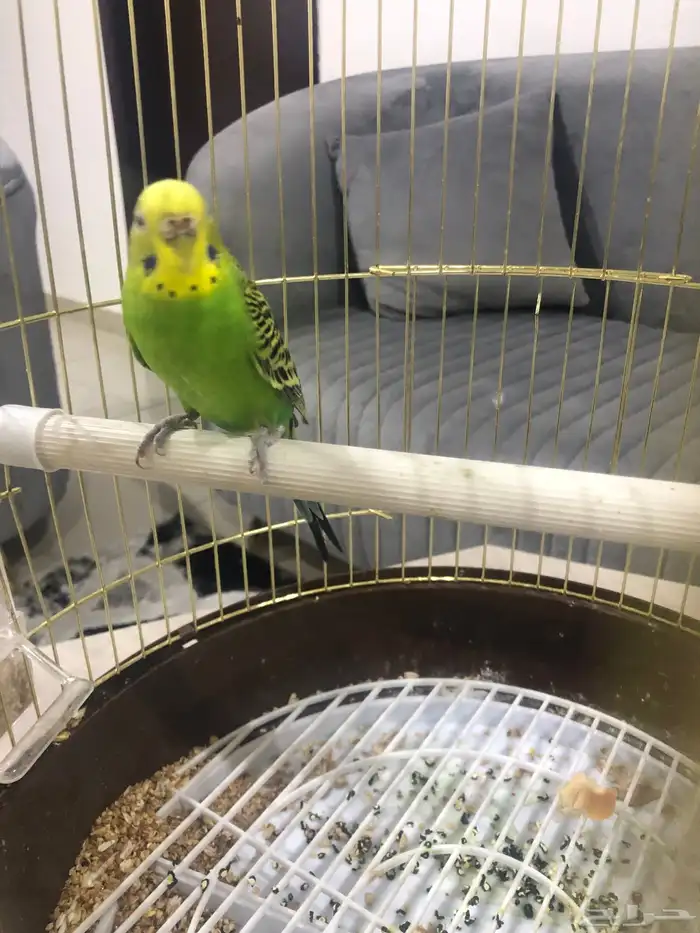 طير بادجي للبيع 0