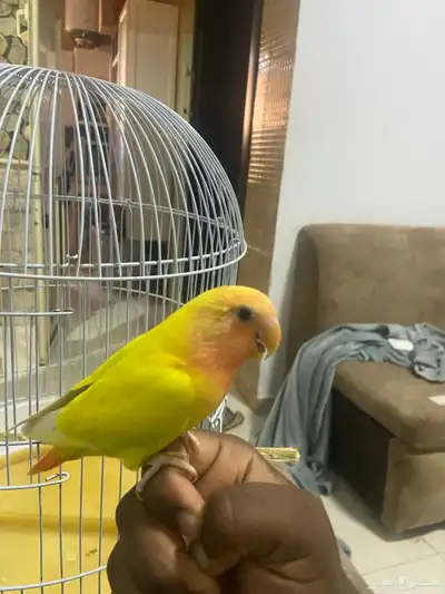 روز اليف 1