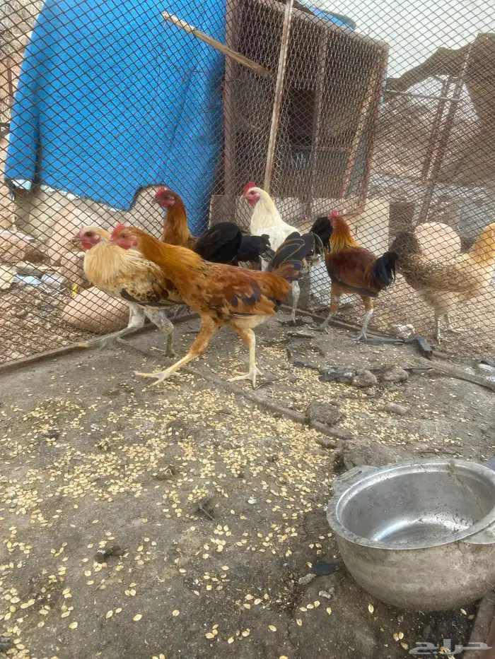 دجاج بلدي 1