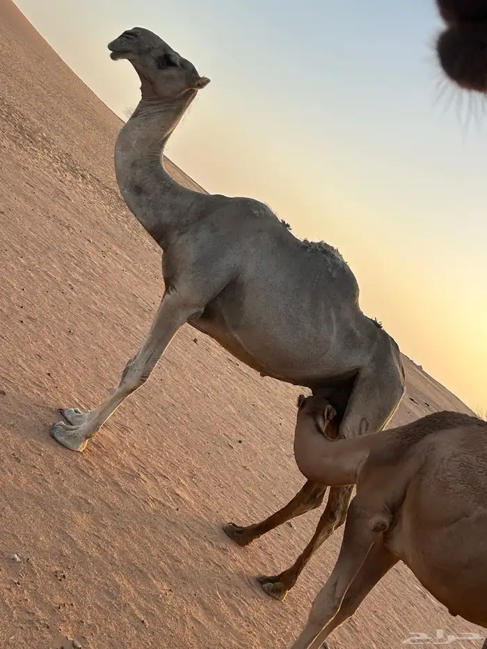 للبيع ناقة عشرا باكستانيه 5