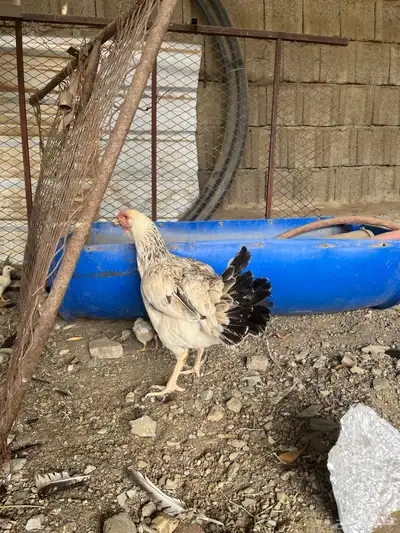 دجاجه فارسي 3