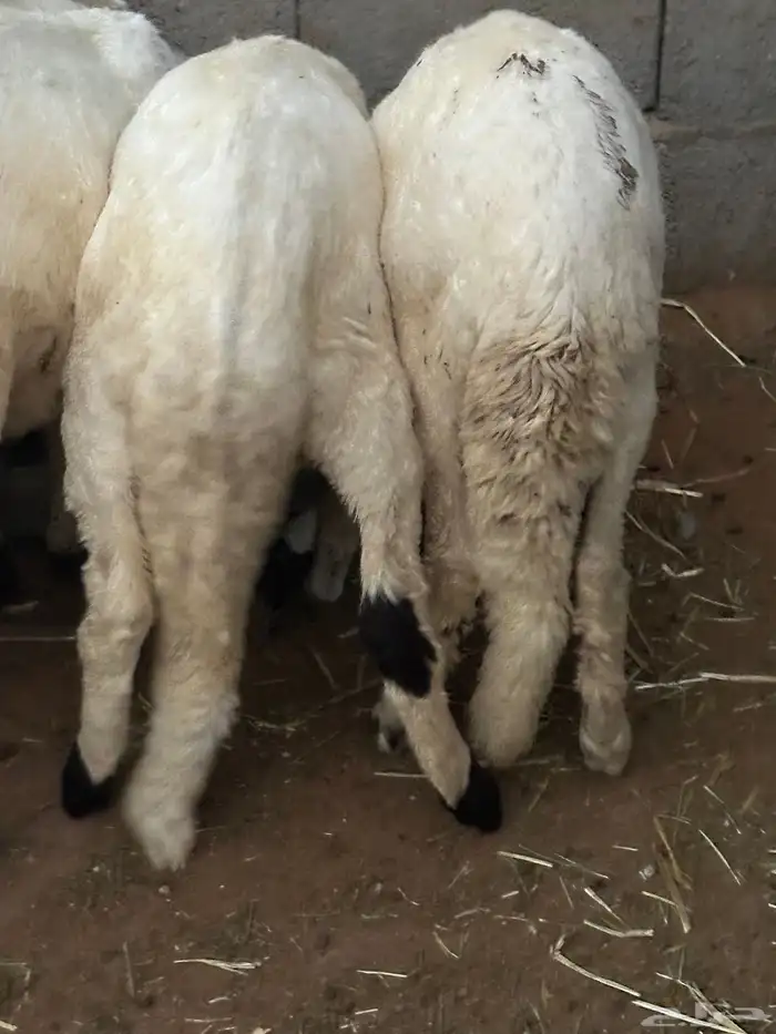 سواكن بلديه هجين مرآبي 10