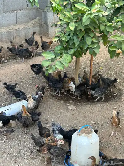 للبيع صوص 1