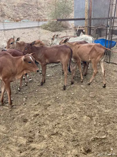 حسايل بلدي 2