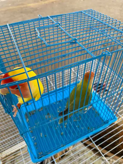 روز 0