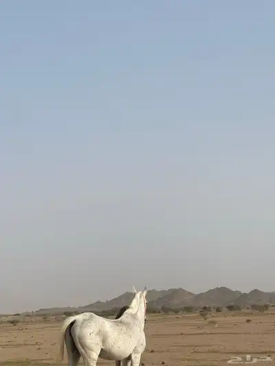 فرس شعبيه للبيع 3