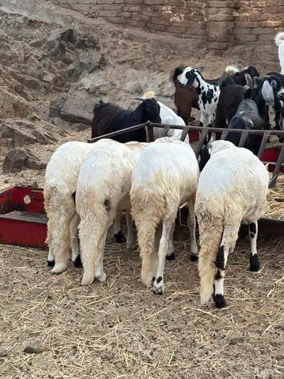 طليان سواكن وتيوس مخاصي 11