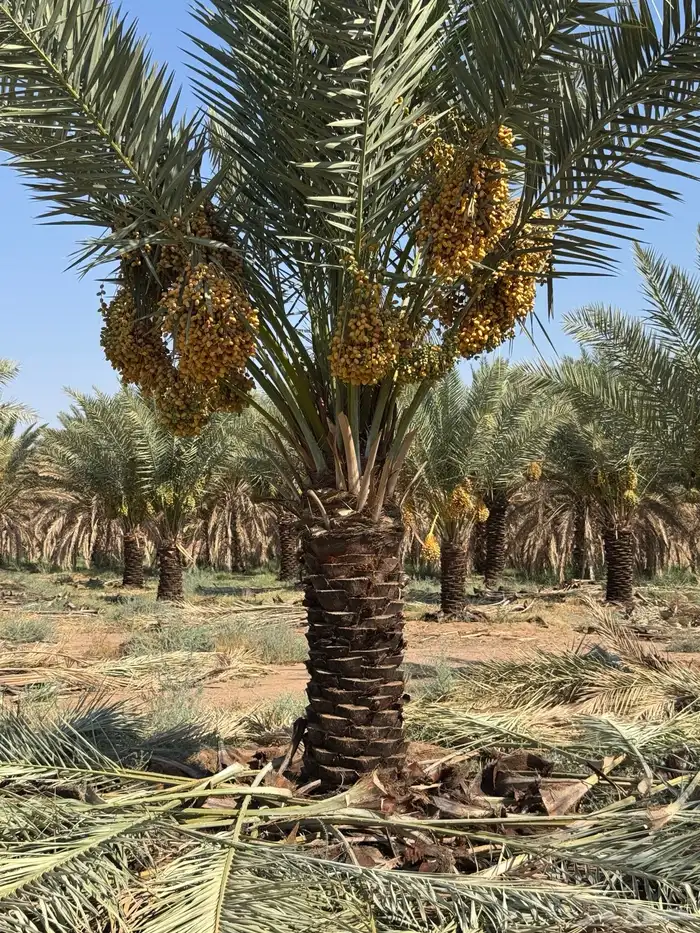 نخيل لبيع 8