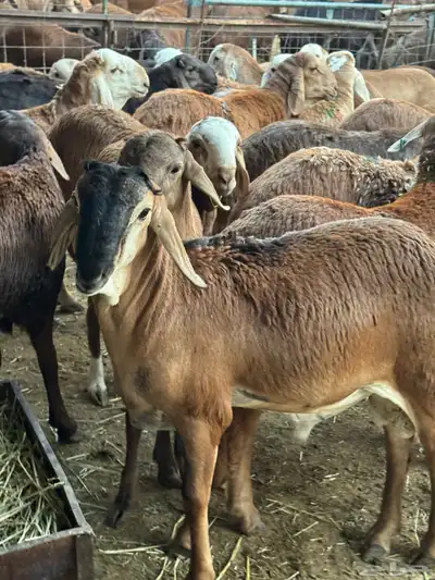 سواكن 3