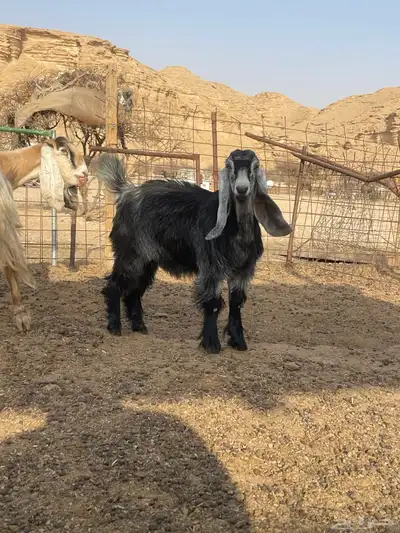 جفره لبانيه مغلق شحم 1