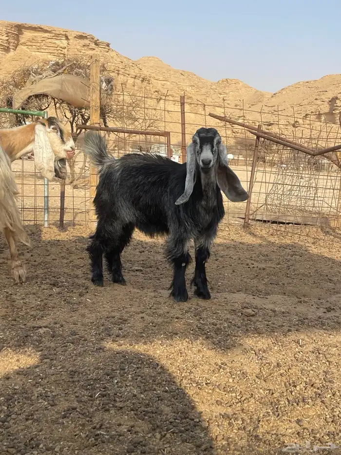جفره لبانيه مغلق شحم 1