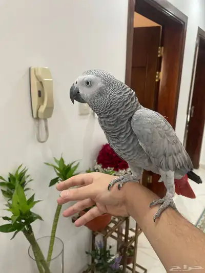 بغيغاء كاسكو اليف جدا مع الكل هدد داخلي ومتكلم 3