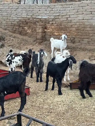 طليان سواكن وتيوس مخاصي 7